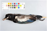 藏品(喜鵲)的圖片